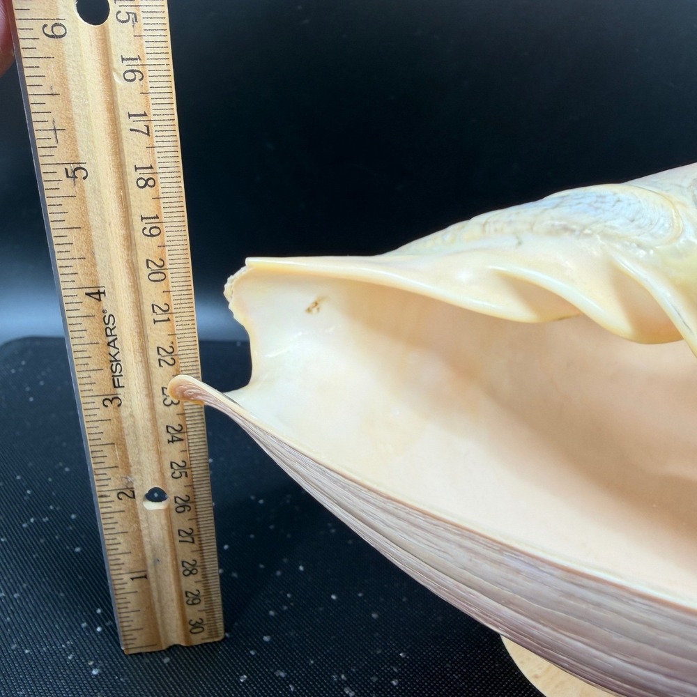 Vintage Hand Carved Conch Shell Bowl Set 9 Dishes Servers Coastal w Utensils - Picture 3 of 16